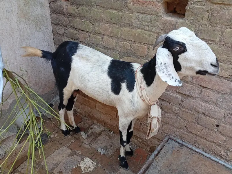 بہترین دیسی بکری، لمبی ٹانگیں، لمبائی اور اونچائی میں زبردست — photo 6