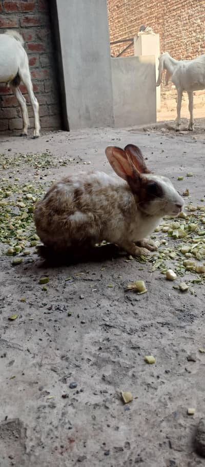 Female rabbit