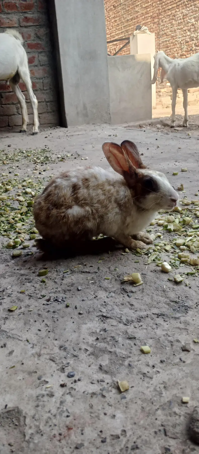 Female rabbit