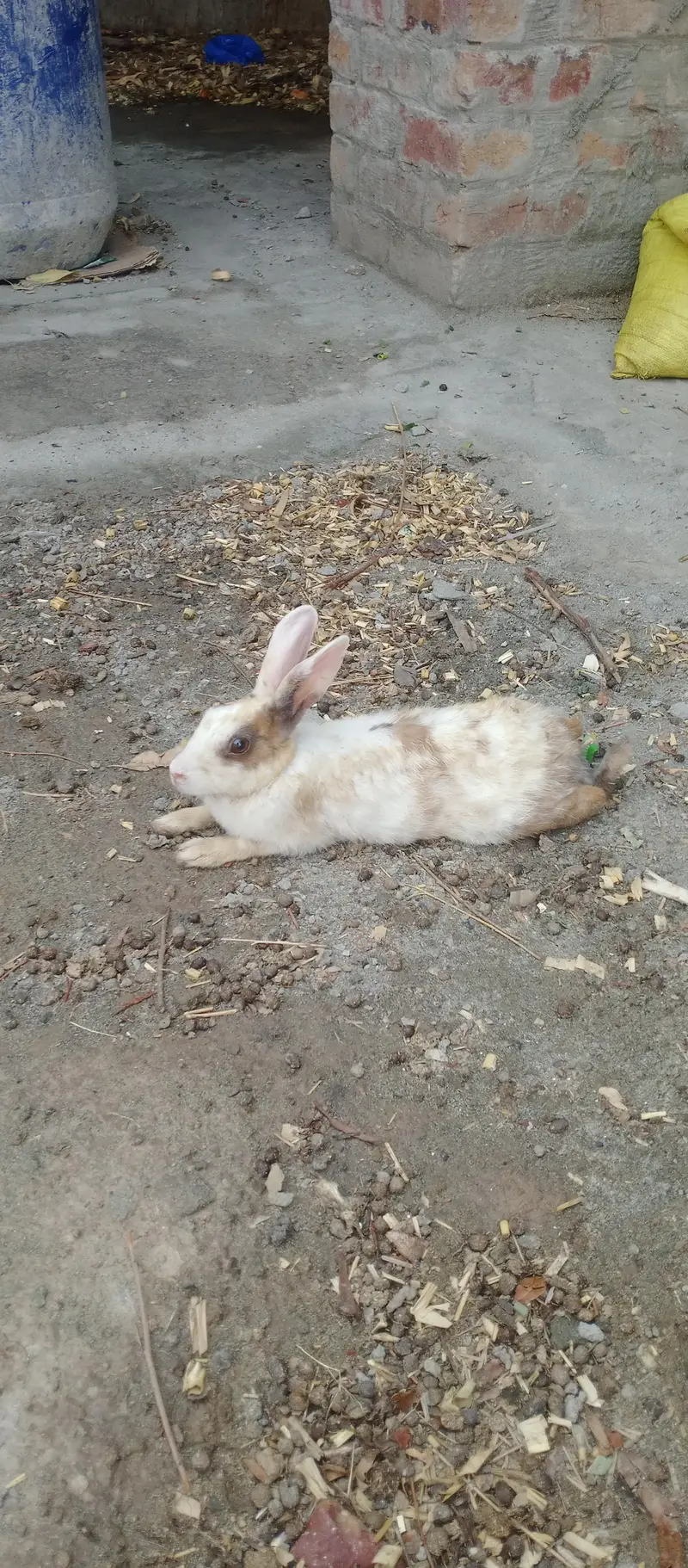Female rabbit — photo 2
