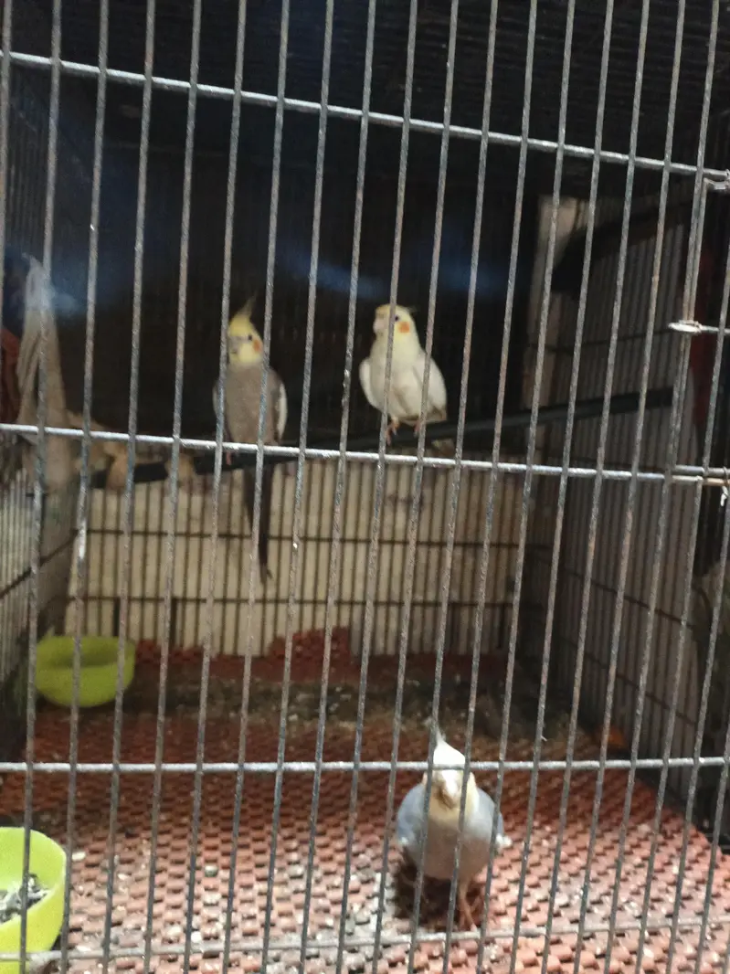 brider pear  r ak bacha ha Inka — photo 2