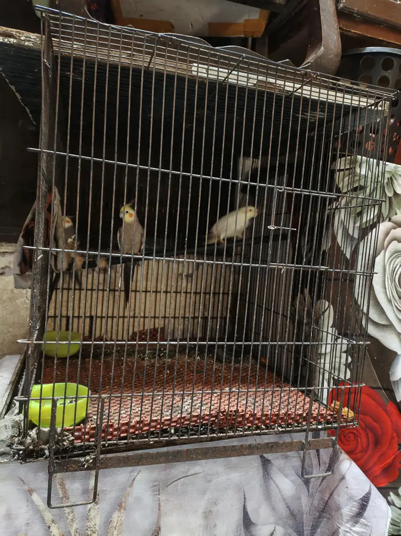 brider pear  r ak bacha ha Inka — photo 3