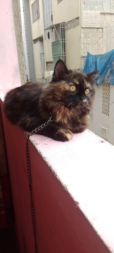 cat for sale koi masla NH hai totally ok