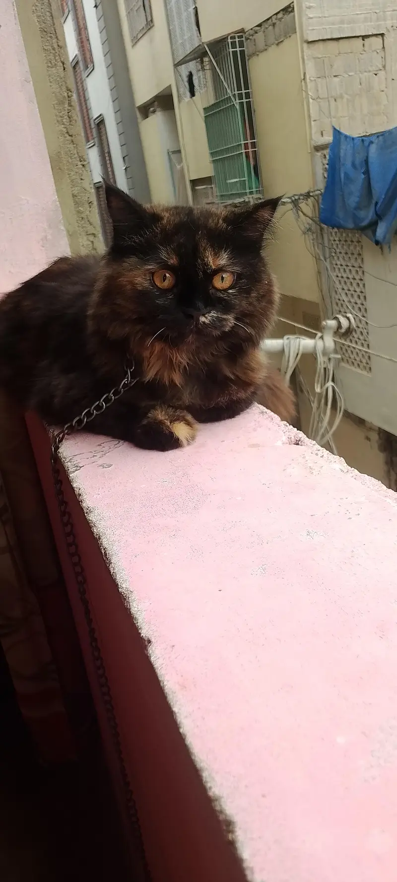 cat for sale koi masla NH hai totally ok — photo 2
