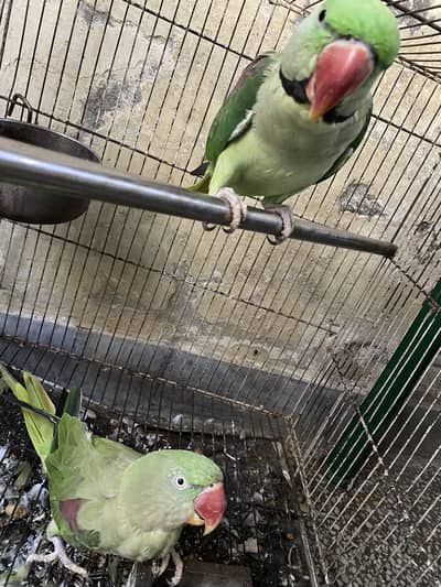Raw parrots talking pair available