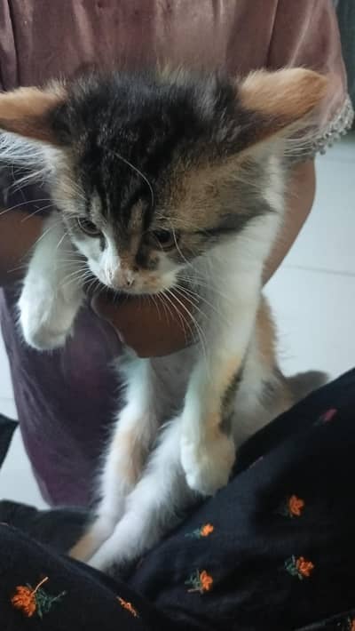 urgent sale Persian cat fraudiya dur Rahe