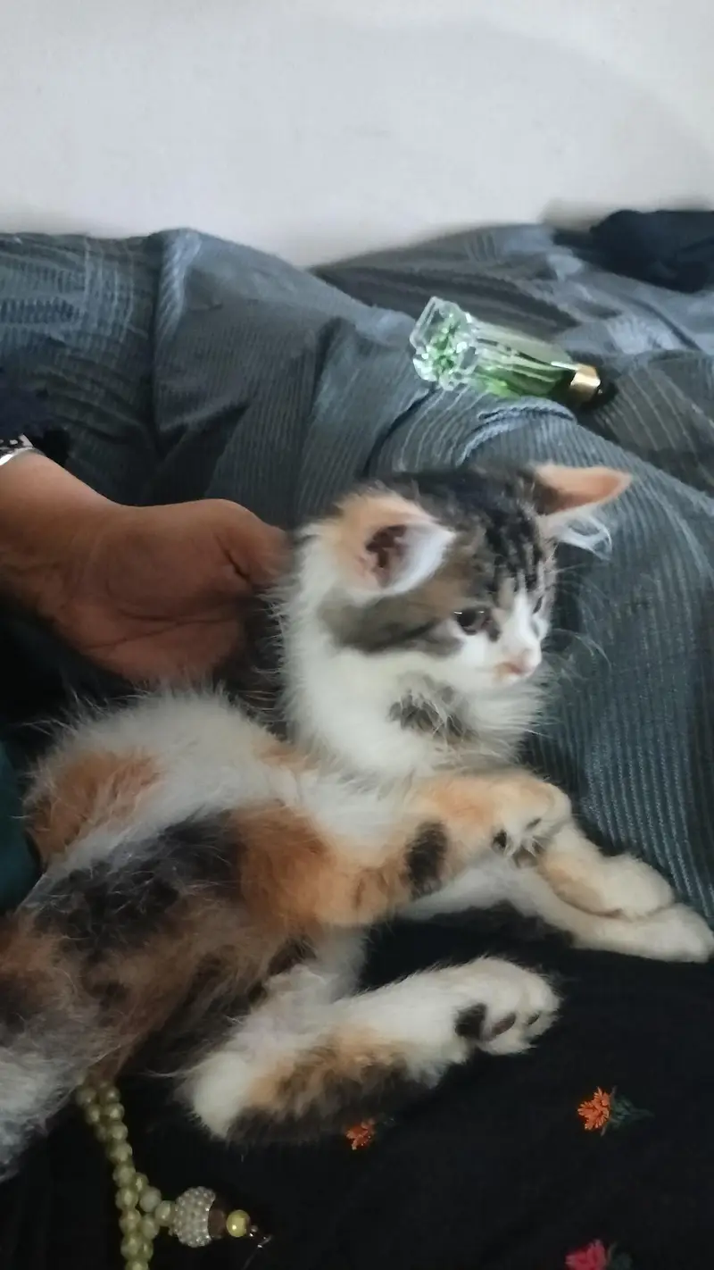 urgent sale Persian cat fraudiya dur Rahe — photo 2