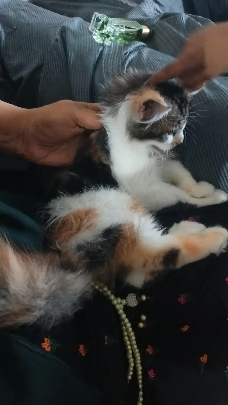 urgent sale Persian cat fraudiya dur Rahe — photo 3
