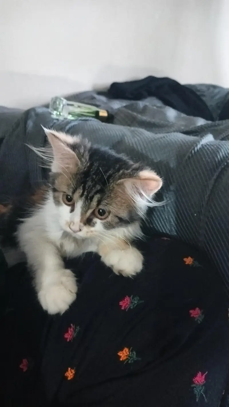 urgent sale Persian cat fraudiya dur Rahe — photo 4