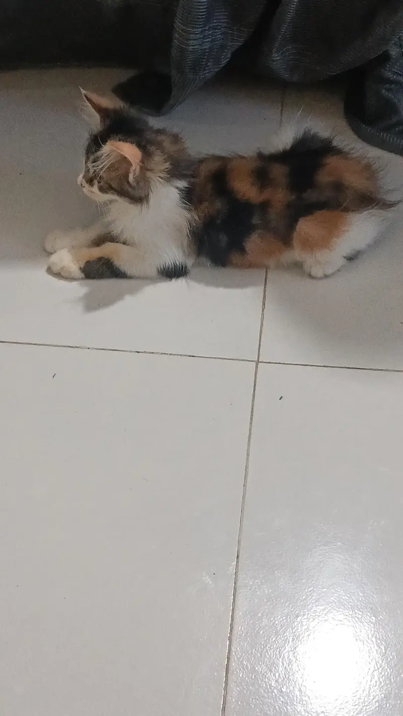 urgent sale Persian cat fraudiya dur Rahe — photo 5