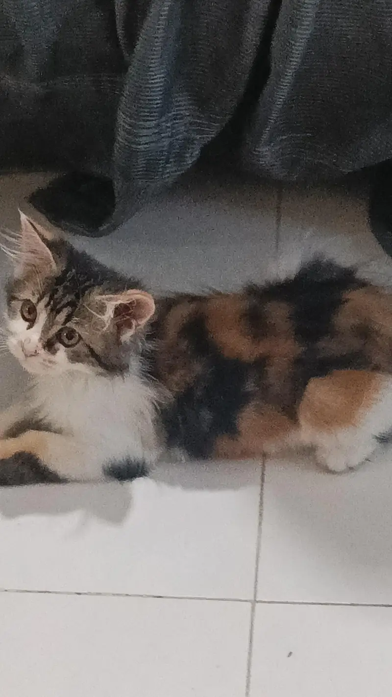 urgent sale Persian cat fraudiya dur Rahe — photo 6