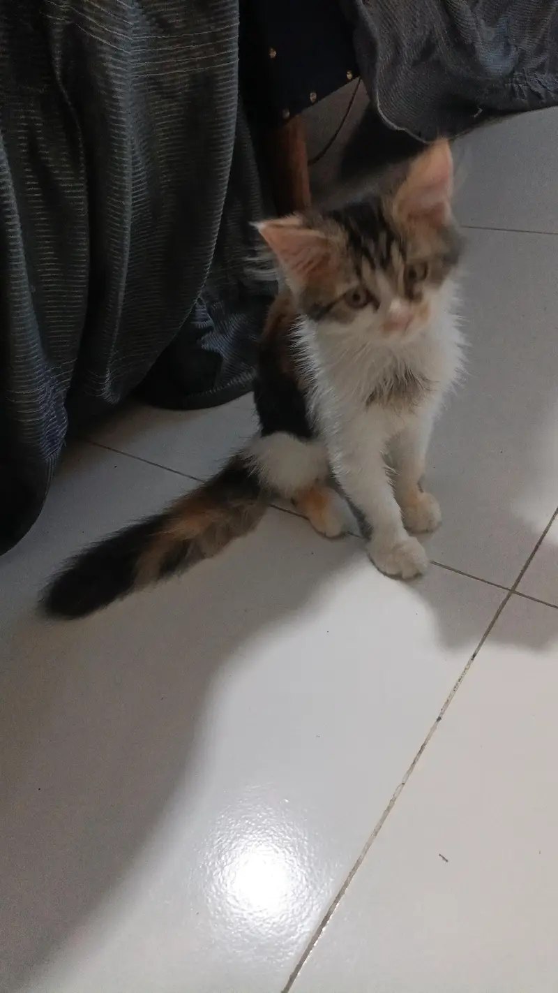 urgent sale Persian cat fraudiya dur Rahe — photo 7