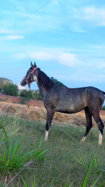 gora for sale