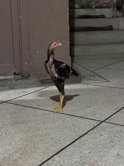 Thai cross and Mianwali cross | 5 Aseel chicks |6-months | Home raised