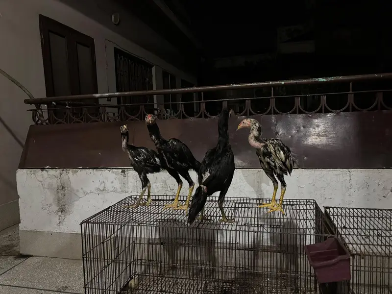 Thai cross and Mianwali cross | 5 Aseel chicks |6-months | Home raised — photo 2