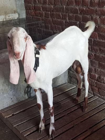 breeder bakra for sale h