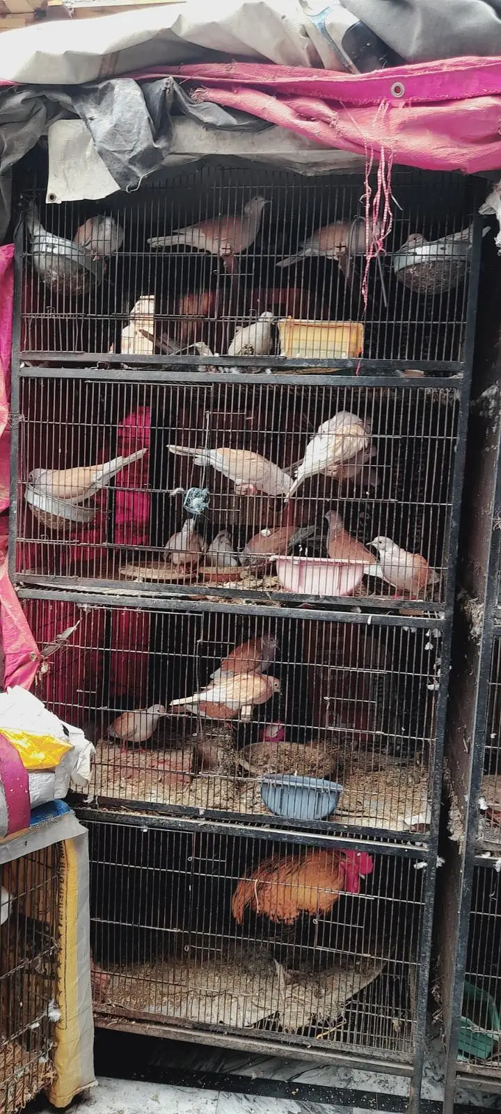 Two cages for four-legged  and birds for sale. — photo 2