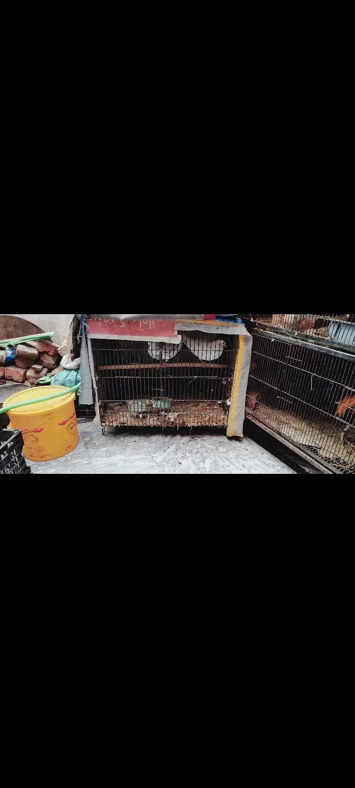 Two cages for four-legged  and birds for sale. — photo 4