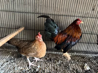 Old English Game Bantam trio