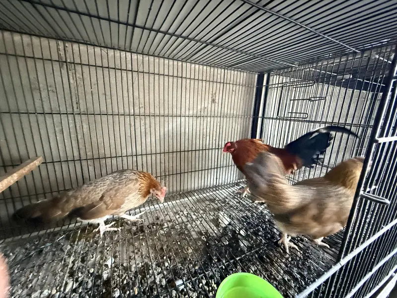 Old English Game Bantam trio — photo 2
