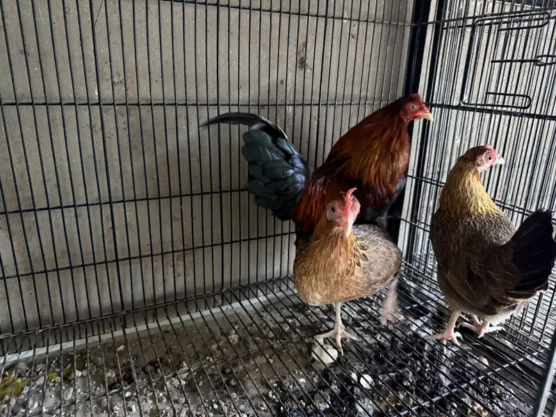 Old English Game Bantam trio — photo 3