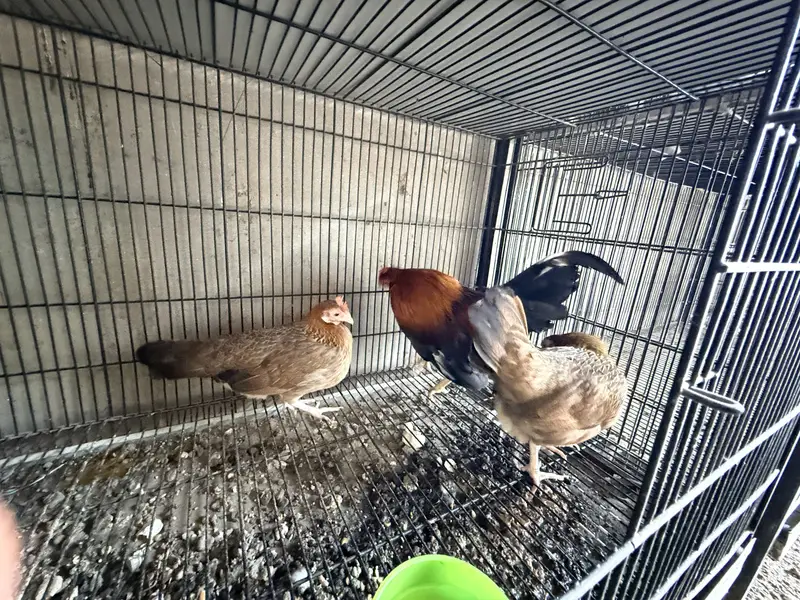 Old English Game Bantam trio — photo 4
