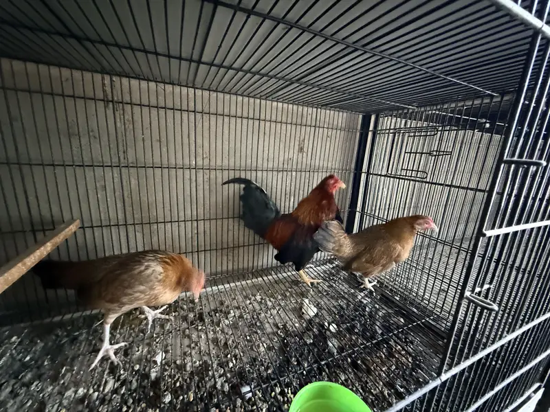 Old English Game Bantam trio — photo 5