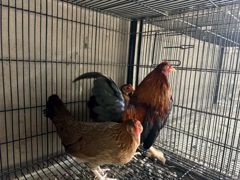 Old English Game Bantam trio — photo 6