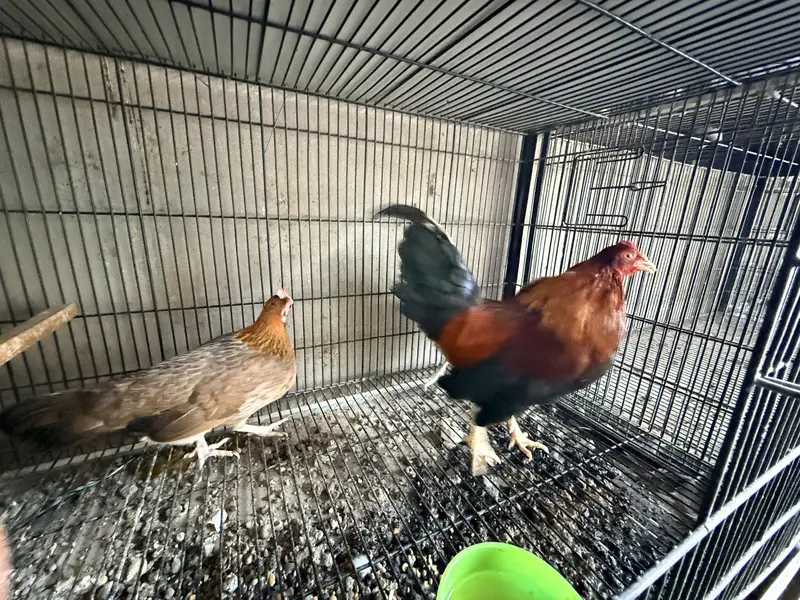Old English Game Bantam trio — photo 7