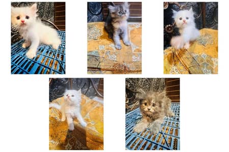 Persian cats and kittens for Sale