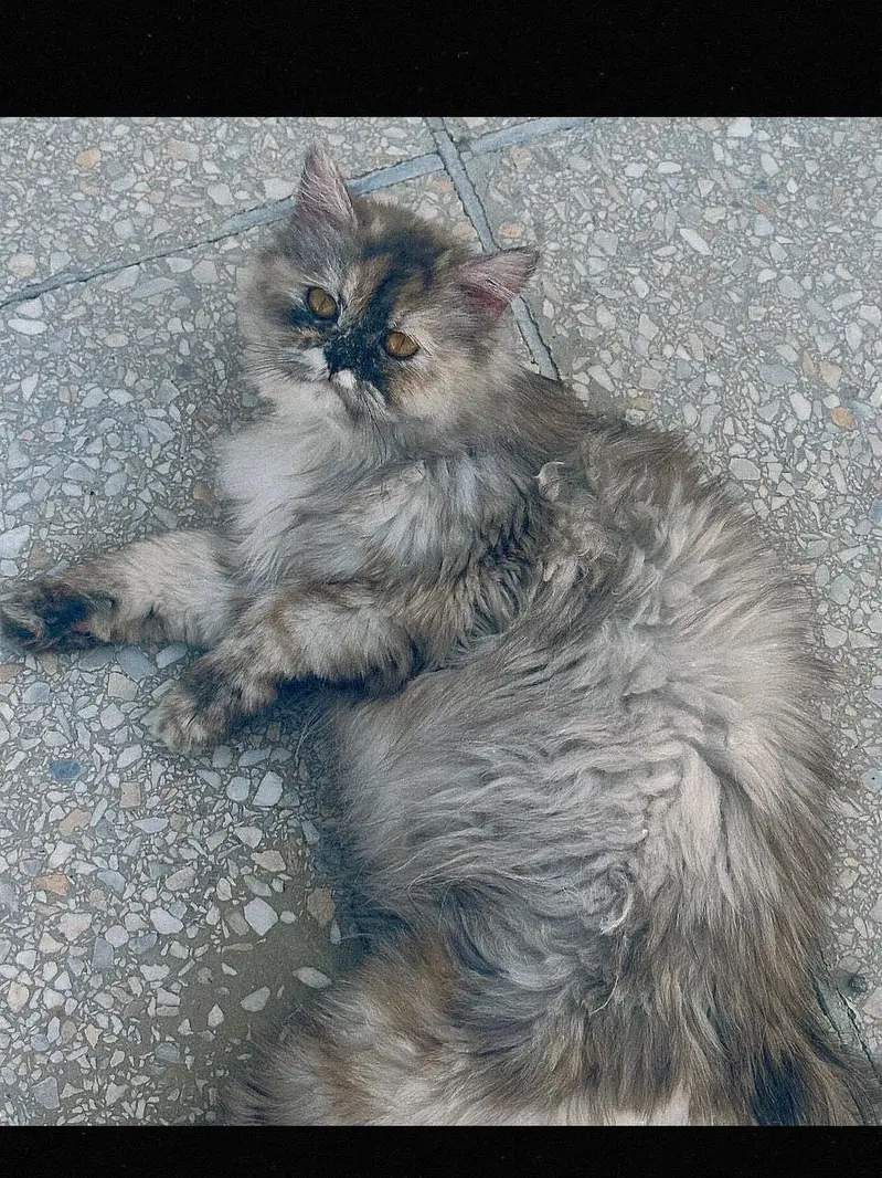 Persian cats and kittens for Sale — photo 2
