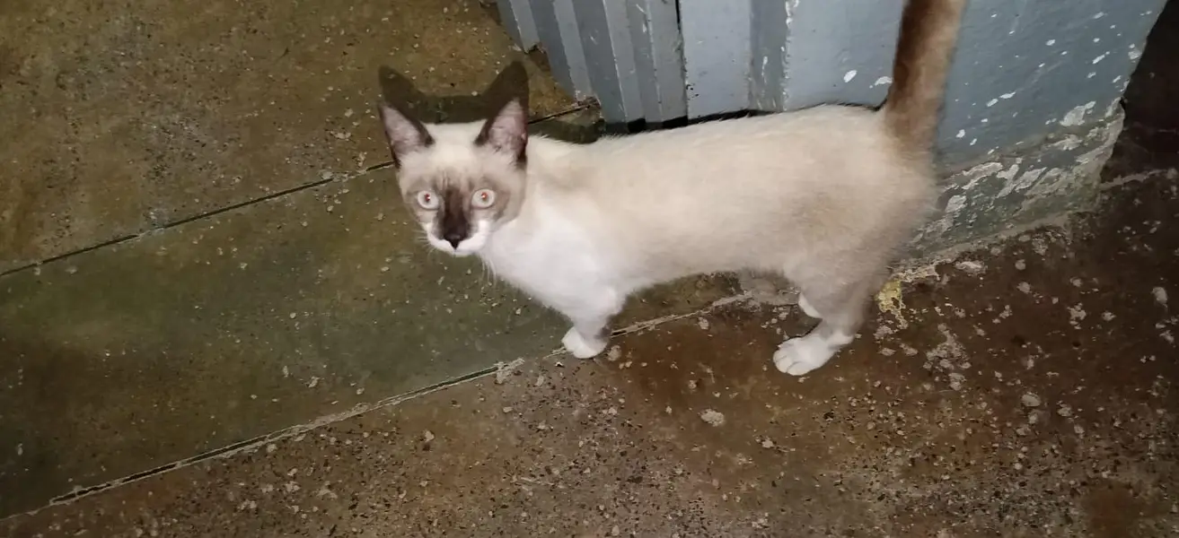 urgent sale — photo 2