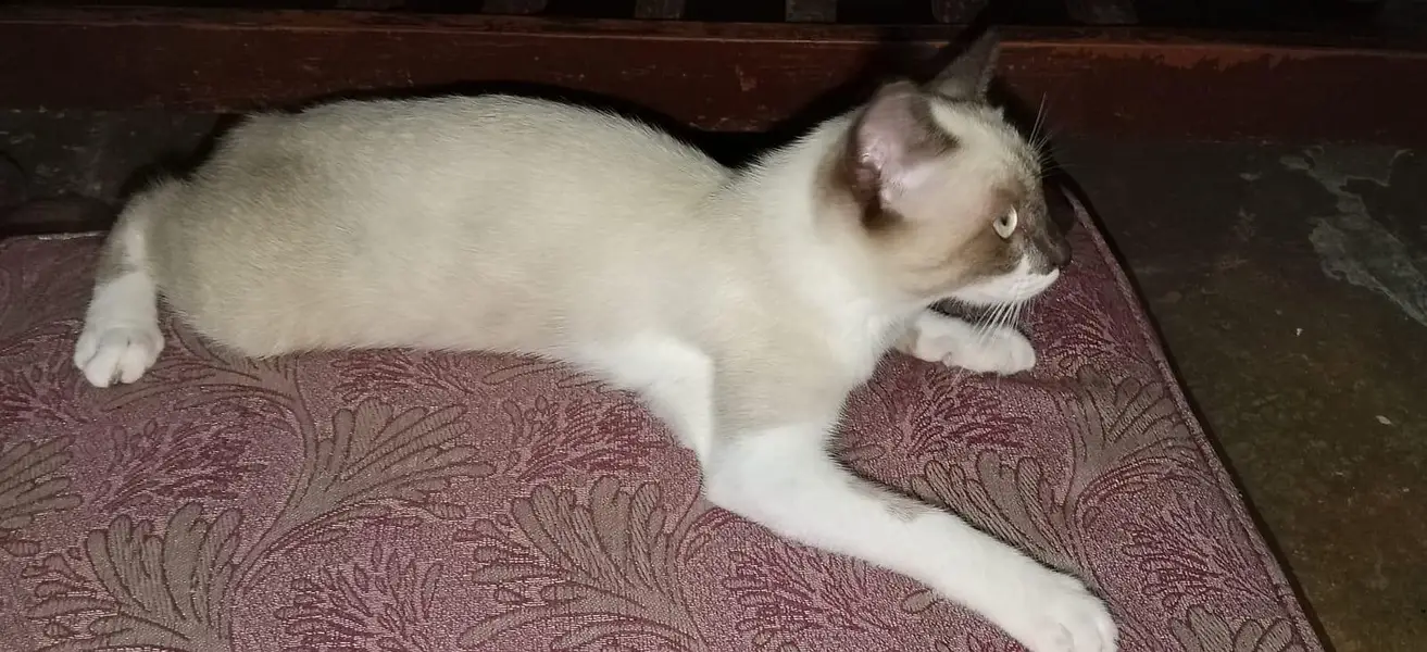 urgent sale — photo 3