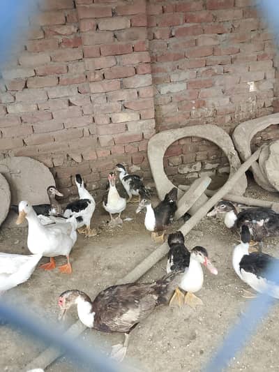 20 plus young adults ducks. .