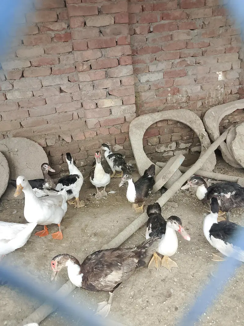 20 plus young adults ducks. .