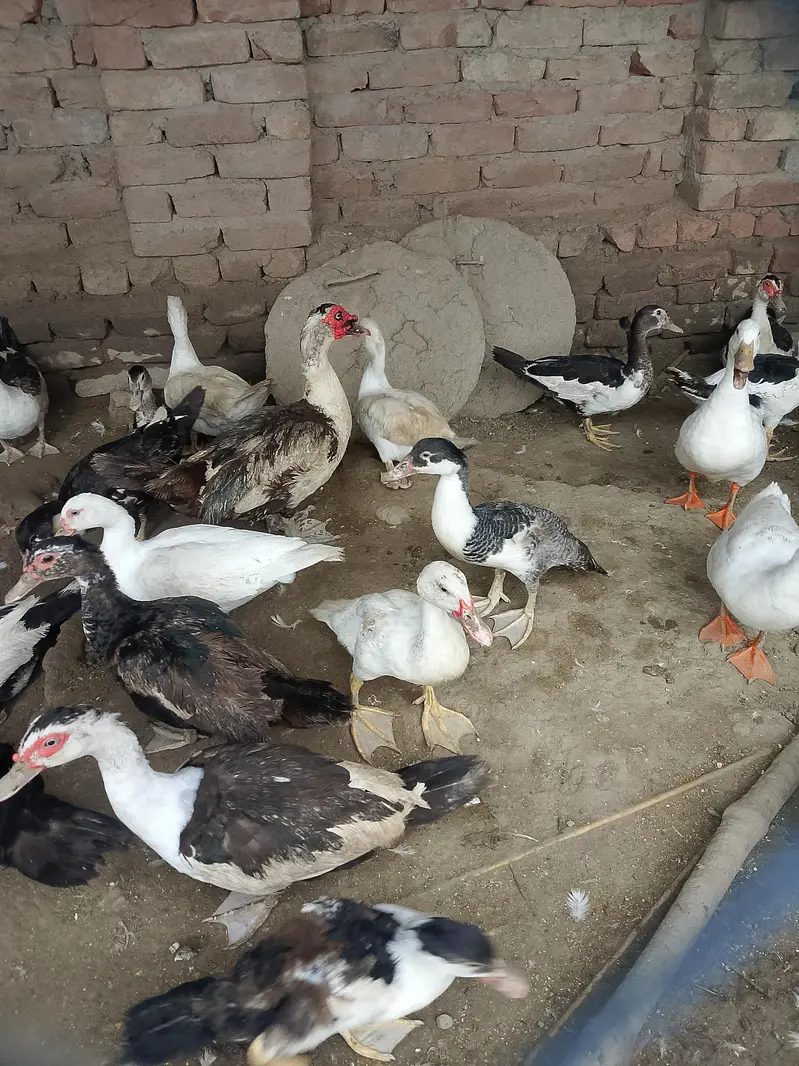 20 plus young adults ducks. . — photo 2