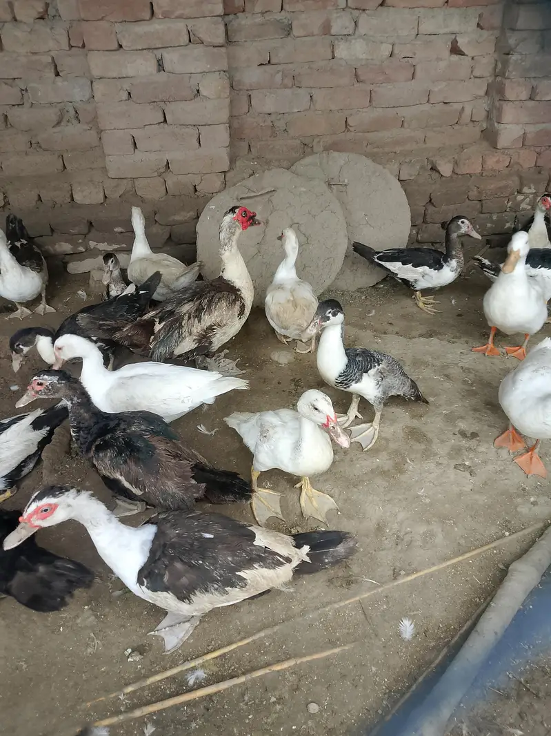 20 plus young adults ducks. . — photo 3