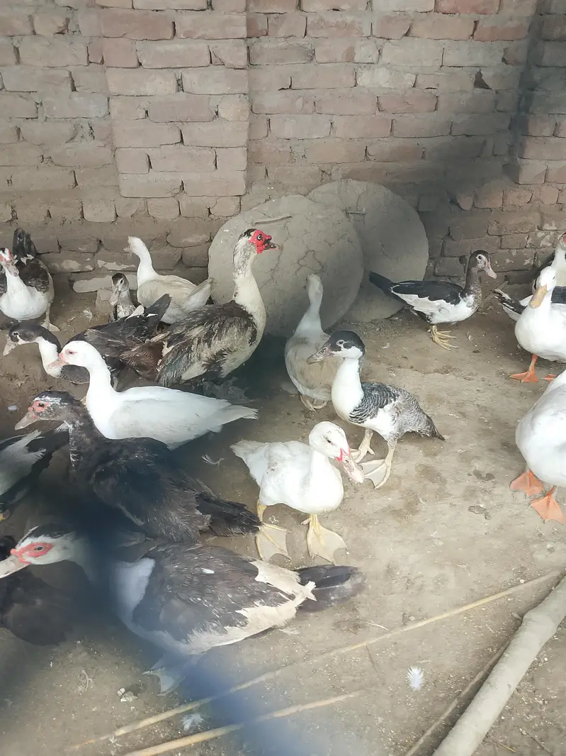 20 plus young adults ducks. . — photo 4