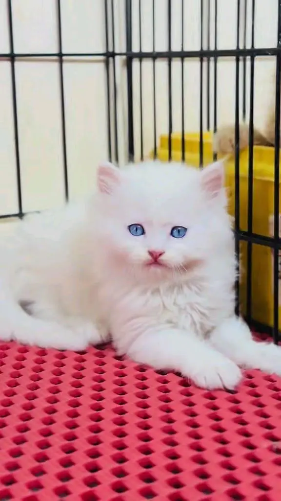 Persian cat for sale male or femaleWhatsApp number32/48/3/16/6/76 — photo 2