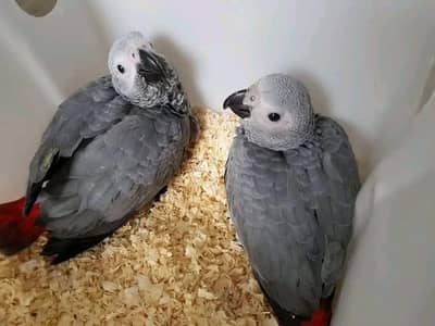 African grey parrot only WhatsApp 03237382400