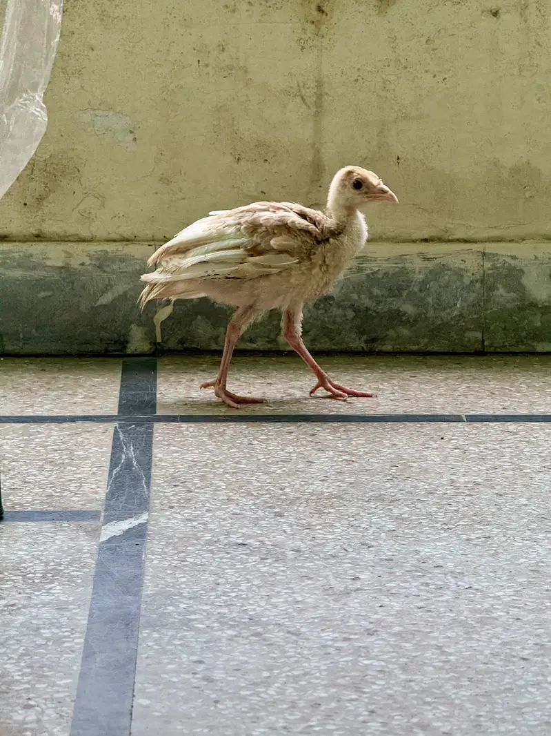 2 Golden buff and 2 turkey chicks — photo 2