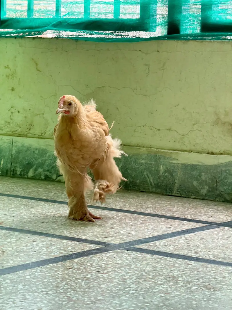 2 Golden buff and 2 turkey chicks — photo 3