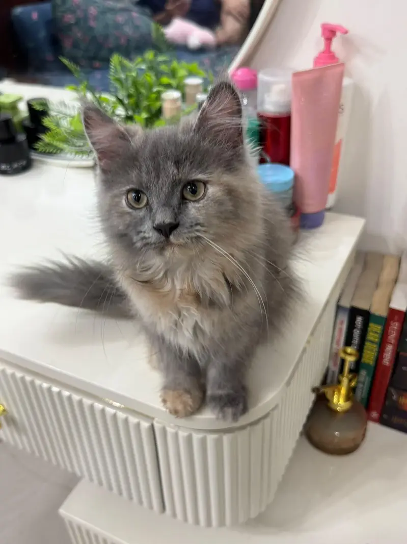 Persian doll face kittens (females)