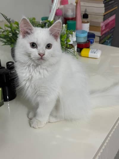 Persian doll face kittens (females)