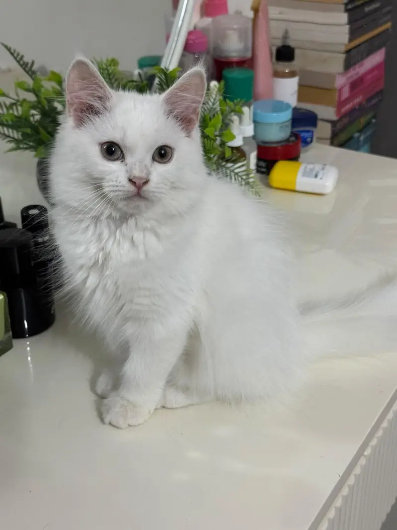 Persian doll face kittens (females) — photo 2