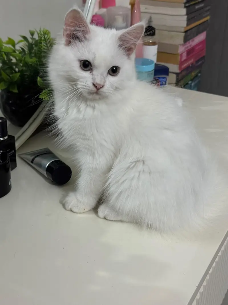 Persian doll face kittens (females) — photo 3