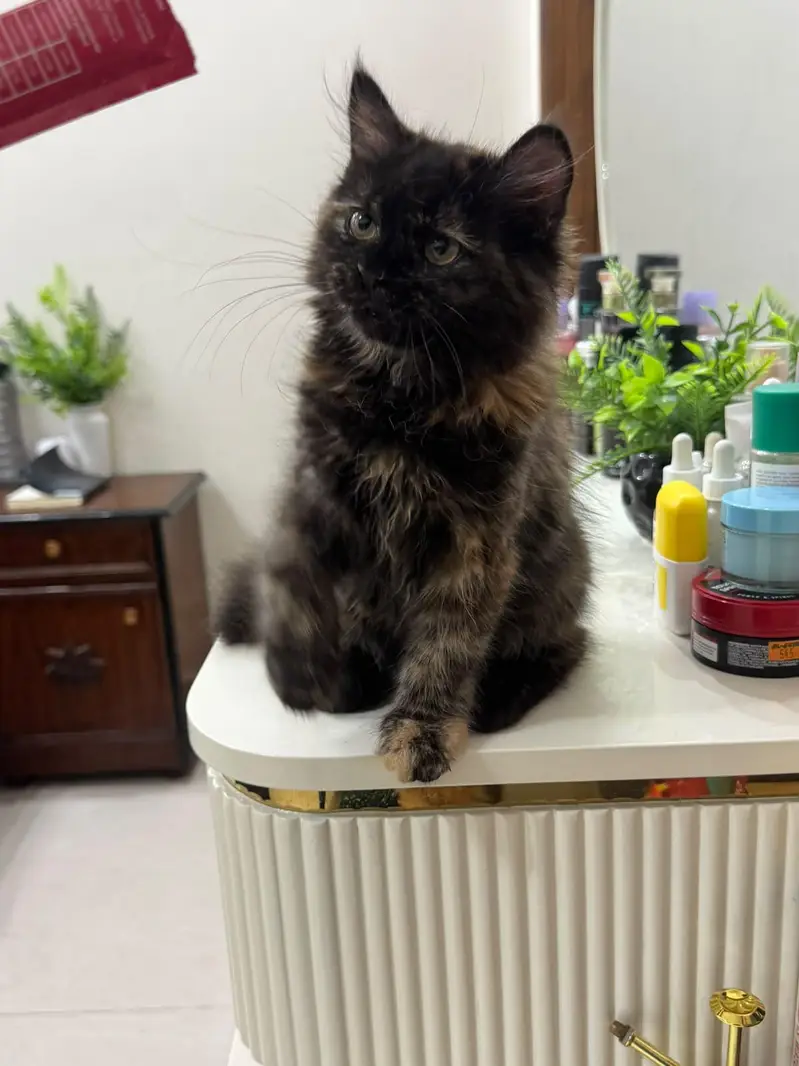 Persian doll face kittens (females) — photo 4