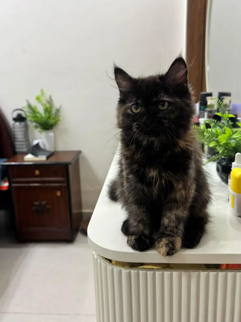 Persian doll face kittens (females) — photo 5