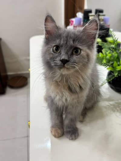 Persian doll face kittens (females)