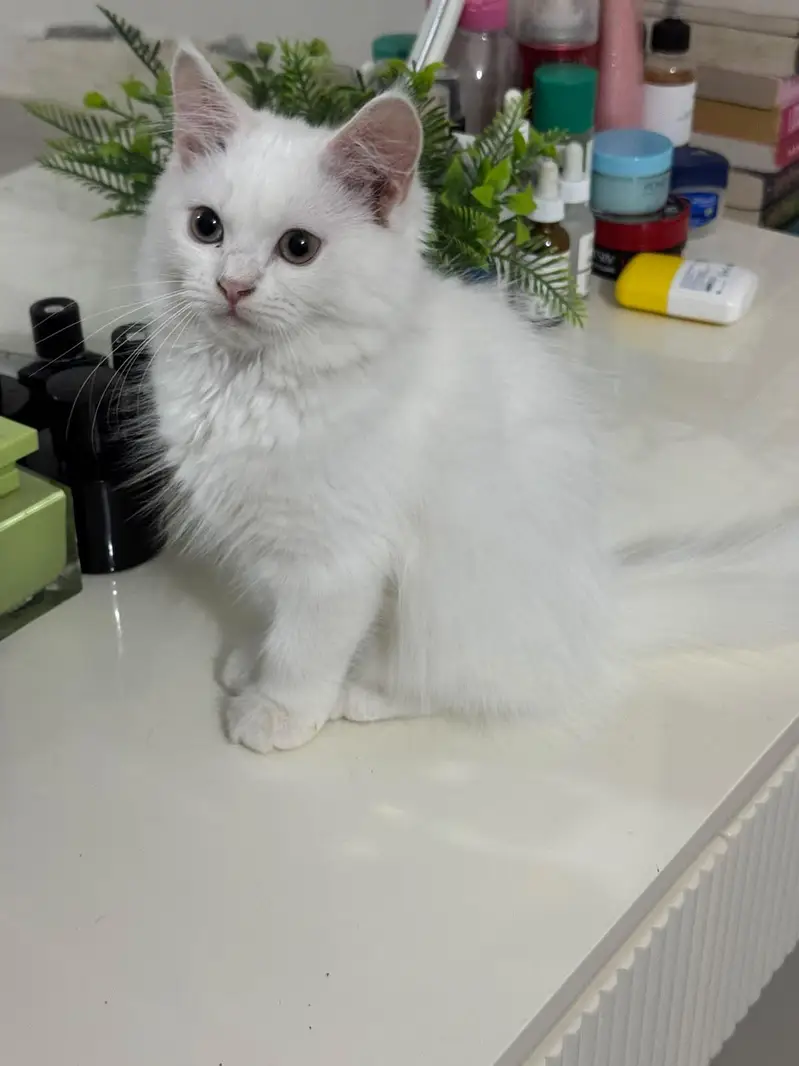 Persian doll face kittens (females) — photo 7